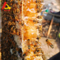 Best Nature Raw Chaste Honey Bee